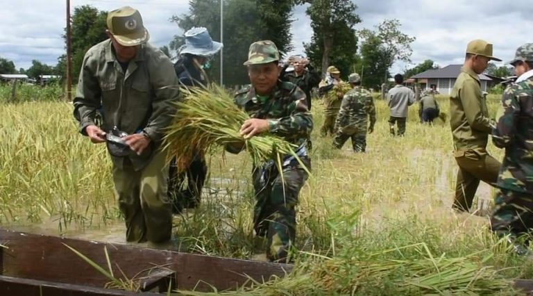 ຄະນະນຳ ເມືອງທ່າປາງທອງ ນຳພາ ກຳລັງປ້ອງກັນຊາດ-ປ້ອງກັນຄວາມສະຫງົບ ເກັບກູ້ຜົນຜະລິດເຂົ້ານາປີຂອງປະຊາຊົນທີ່ຖືກນ້ຳຖ້ວມ