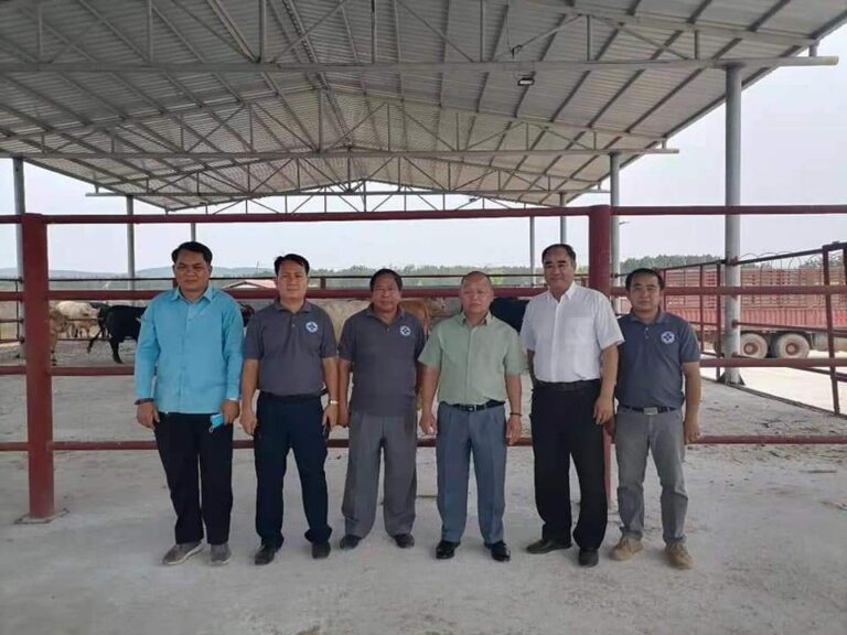 ເມືອງສິງຈະຂາຍງົວ 3.000 ໂຕໃຫ້ຈີນ ໄວໆນີ້