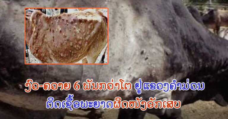 ທົ່ວແຂວງຄໍາມ່ວນ ມີຈຳນວນ ງົວ-ຄວາຍ ທີ່ຕິດເຊື້ອພະຍາດຜິວໜັງອັກເສບ 6 ພັນກວ່າໂຕ