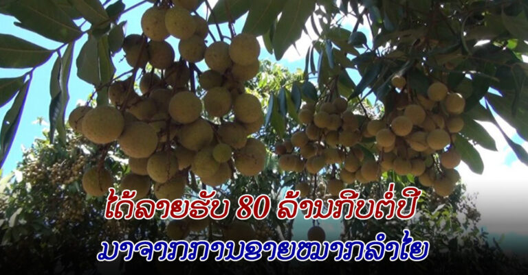 ຂາຍລຳໃຍ ລາຍຮັບໄດ້ 80 ລ້ານກີບ!