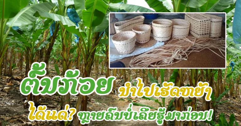ຕົ້ນກ້ວຍມີປະໂຫຍດນຳໄປປະດິດໄດ້ຫຼາຍແນວ ທີ່ເຮົາບໍ່ເຄີຍຮູ້