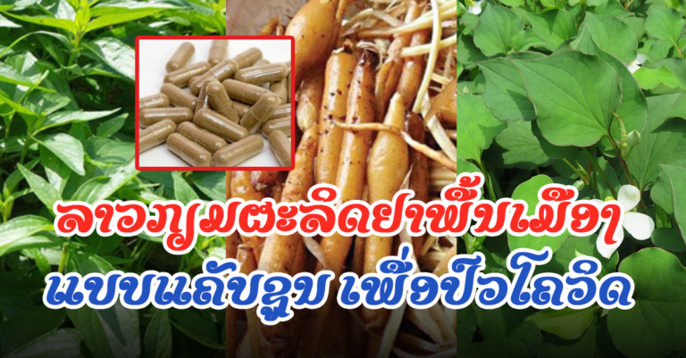 ກຽມຜະລິດຢາປົວໂຄວິດ ຈາກຢາພື້ນເມືອງລາວເຮົາ