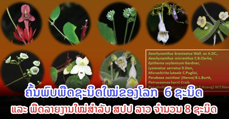 ຄົ້ນພົບ ພືດຊະນິດໃໝ່ຂອງໂລກ  6 ຊະນິດ ແລະ ພືດລາຍງານໃໝ່ສຳລັບ ສປປ ລາວ 8 ຊະນິດ