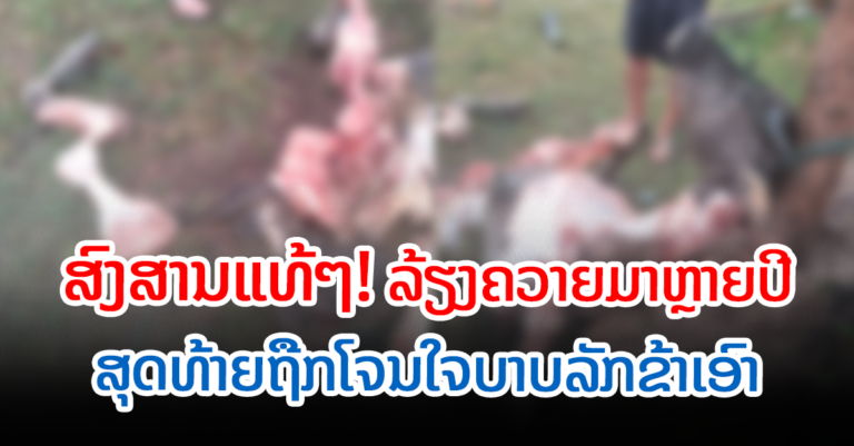 ເອົາຫຍັງເຮັດໃຈ! ໂຈນໃຈບາບລັກຂ້າຄວາຍປະຊາຊົນ