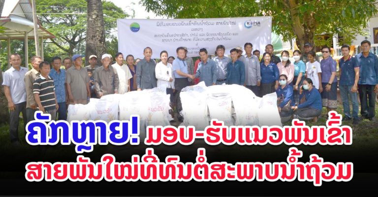 ແຈກຢາຍແນວພັນເຂົ້າ ສາຍພັນໃໝ່ທີ່ທົນນໍ້າຖ້ວມ ໃຫ້ເມືອງຈໍາພອນ