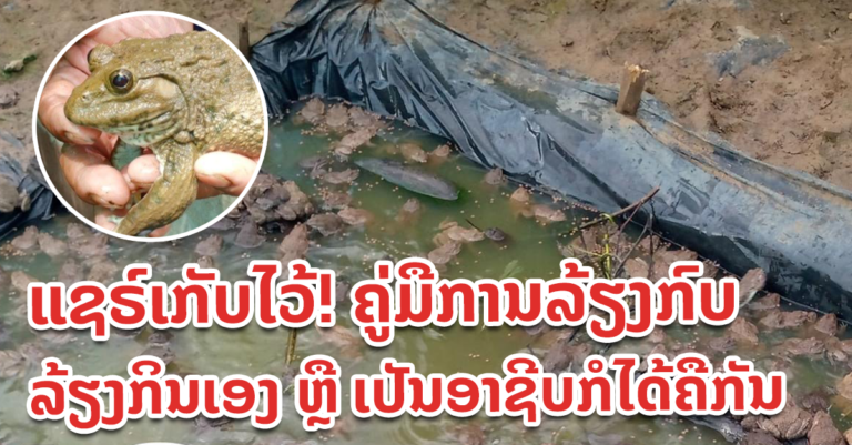 ການລ້ຽງ ແລະ ເຕັກນິກການປະສົມພັນກົບ