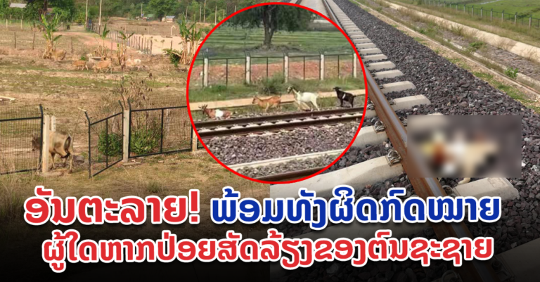 ການປ່ອຍສັດ, ລ້ຽງສັດ ແລະ ການມ້າງຮົ້ວ ແລວທາງລົດໄຟ ແມ່ນຜິດຕໍ່ລະບຽບກົດໝາຍວ່າດ້ວຍການລົດໄຟ
