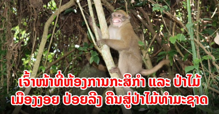 ປ່ອຍລີງ ຄືນສູ່ປ່າໄມ້ທຳມະຊາດ