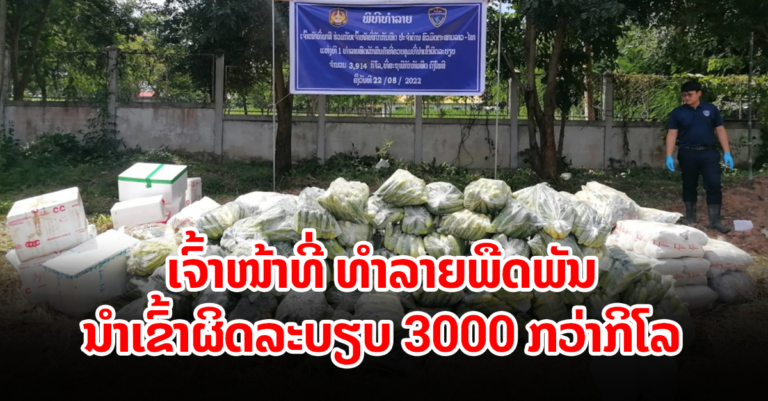 ພິທີທໍາລາຍພືດຜັກນໍາເຂົ້າຜິດລະບຽບ ຈໍານວນ 3.914 ກິໂລກຣາມ
