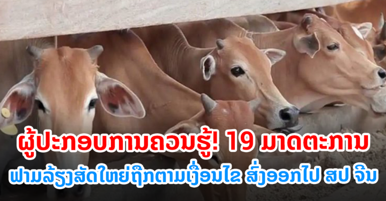 ຮູ້ໄວ້ 19 ມາດຕະຖານຟາມລ້ຽງສັດໃຫຍ່ສົ່ງອອກ